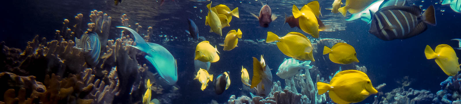 Maui Ocean Center fish