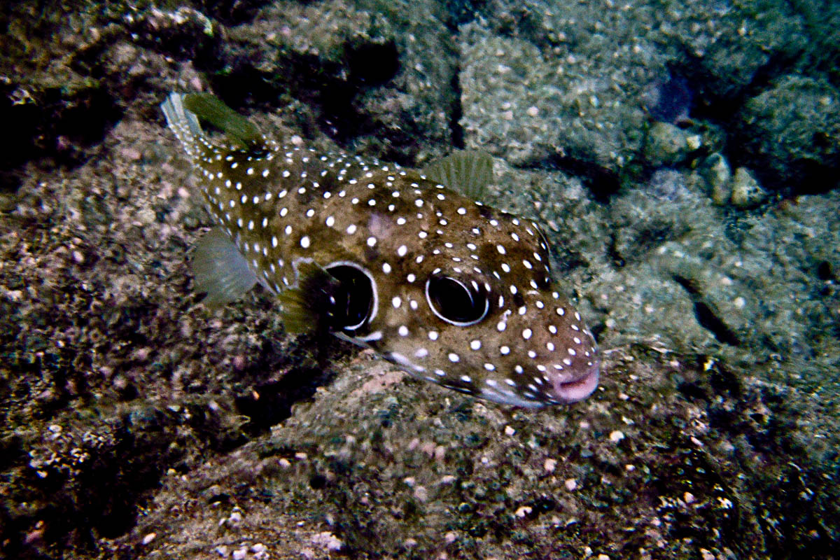 Maui Snorkel Guide Kihei Boat Ramp