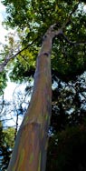 painted tree kula