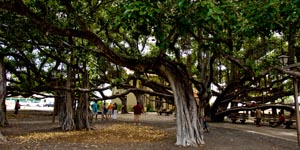 Huge Banyon Tree in Lahaina park